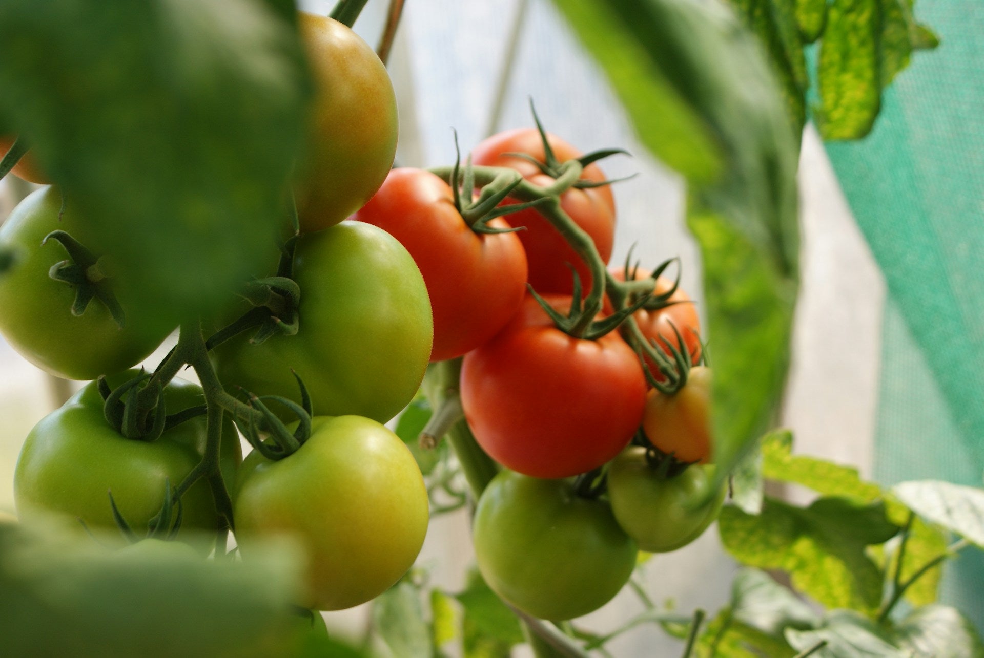 Grappes de tomates rouges et vertes mûrissant sur pied dans une serre, symbolisant des ingrédients frais et naturels.