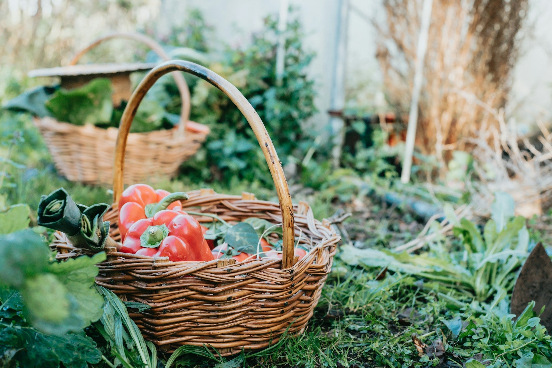 Panier en osier rempli de poivrons rouges posé dans un jardin potager enherbé.