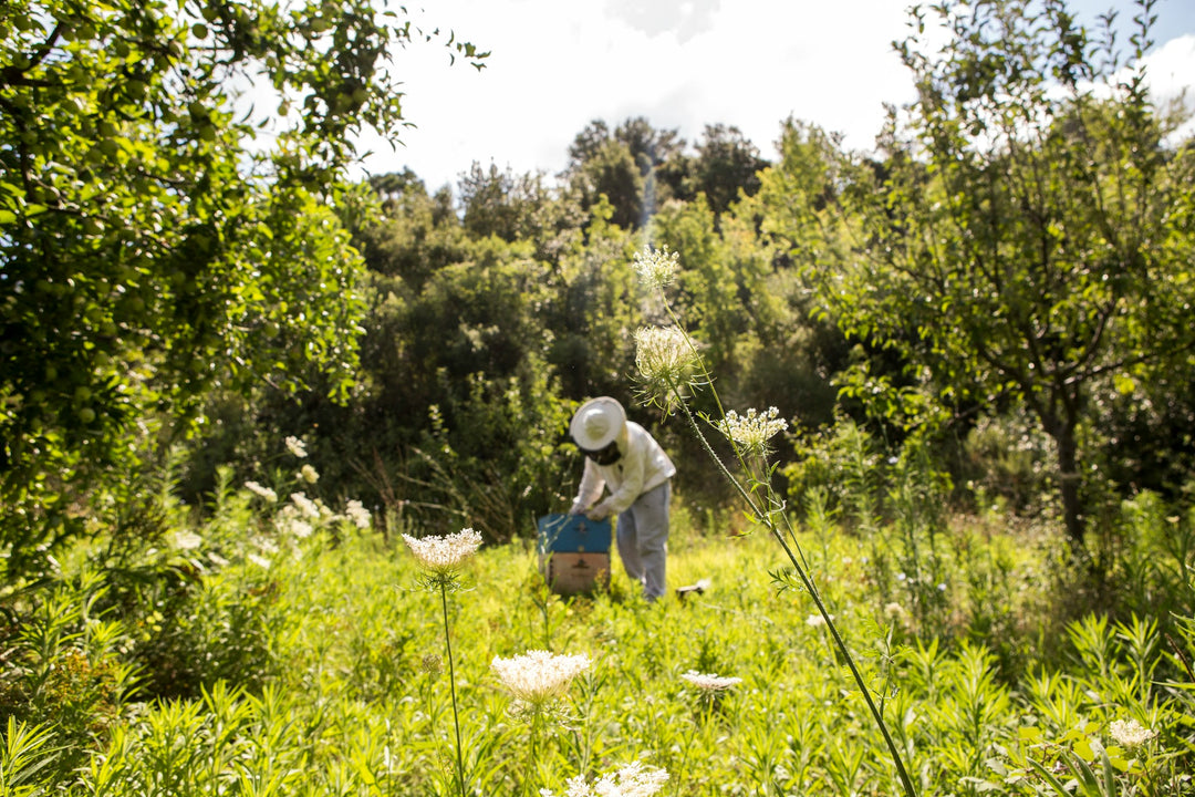 Le Secret des Abeilles : comment est produit le Miel ?