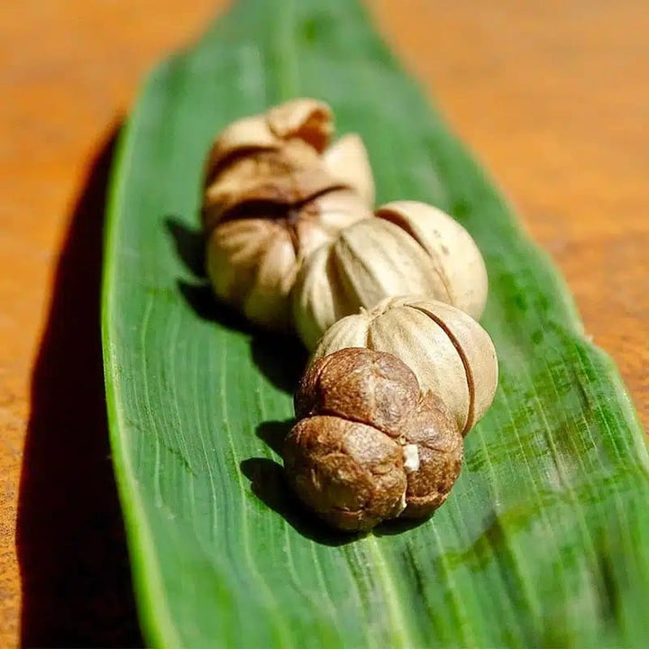 La Plantation Épices La Plantation - Cardamome sauvage- tube 15g